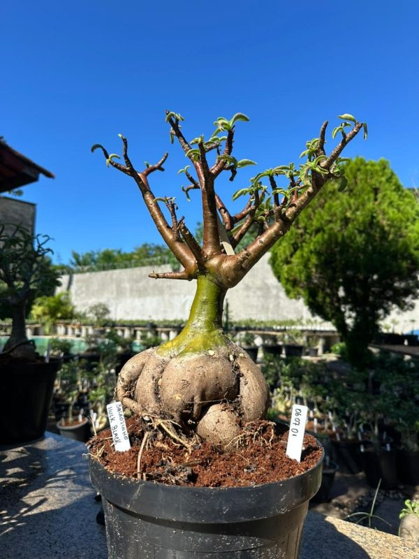 Arabicum Balãozinho Hulk black F3