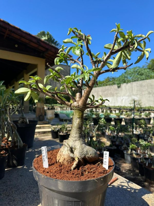 Baobá Balãozinho Urus black