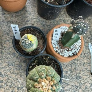 0607 02  Cacto Kit Astrophytum asteria ( 3un )