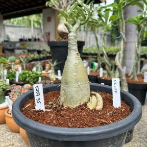 0207 35 Big Caudex Nucita