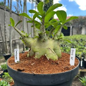 0707 35 Arabicum Dhofarense - Adulta