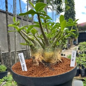 0707 36 Arabicum Emerald Crown - Adulta