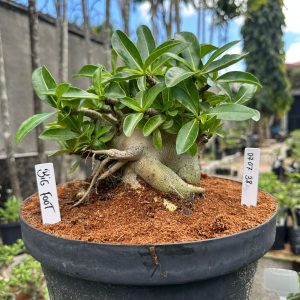 0707 38 Arabicum Big Foot - Adulta