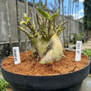 0707 39 Arabicum Maverick - Adulta
