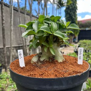 0707 05 Arabicum Urus - Adulta