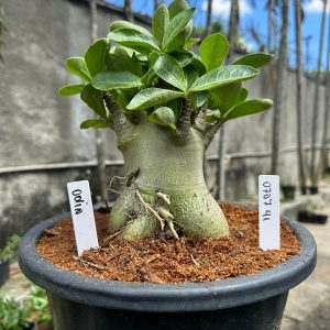 0707 01 Arabicum Odin - Adulta