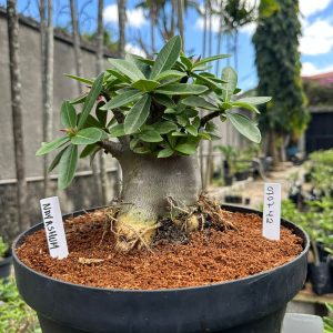 0707 42 Arabicum Nayanshum - Adulta