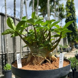 0707 01 Arabicum Urbano - Adulta