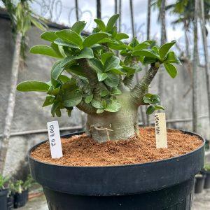 0707 02 Arabicum Venuzau - Adulta