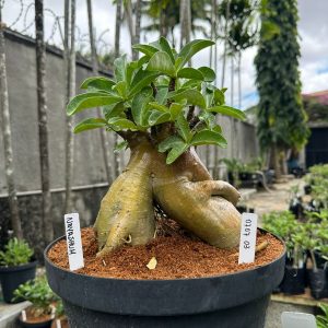 0707 03 Arabicum Nayashum - Adulta