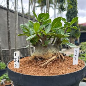 0707 04 Arabicum Fat boy Tigrada - Adulta