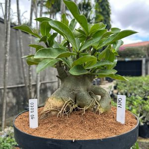 0707 06 Arabicum Onyx - Adulta