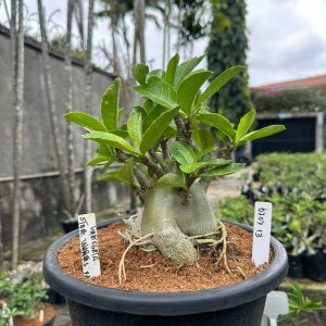 0707 13 Arabicum Star wars Tigrada - Adulta
