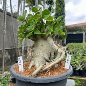 0707 14 Arabicum MK Mk - Adulta