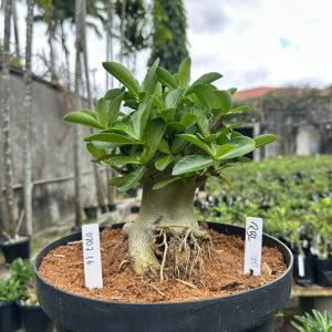 0707 16 Arabicum Rbl - Adulta