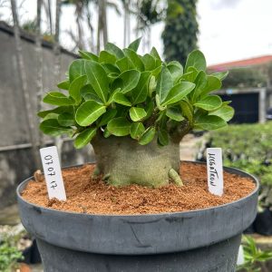 0707 17 Arabicum Megatron - Adulta