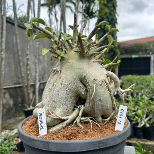 0707 18 Arabicum IronHide - Adulta