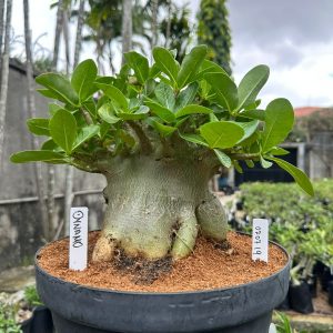 0707 19 Arabicum Dynamo - Adulta