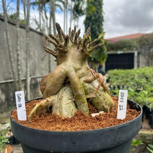 0707 22 Arabicum Godji Dk Tigrada - Adulta