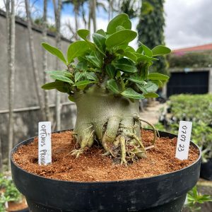 0707 23 Arabicum Optimus Prime - Adulta