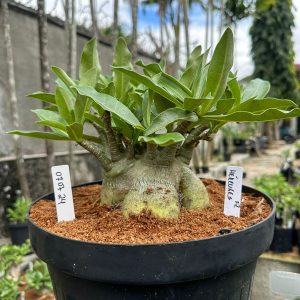 0707 24 Arabicum Hércules - Adulta