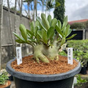 0707 25 Arabicum hesfero - Adulta