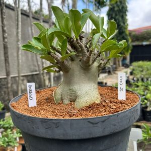 0707 26 Arabicum Overload - Adulta