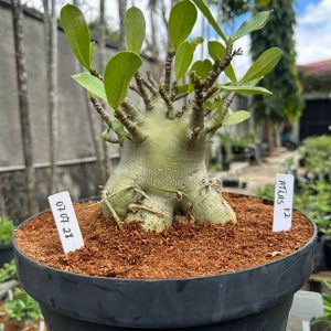 0707 28 Arabicum Atlas - Adulta
