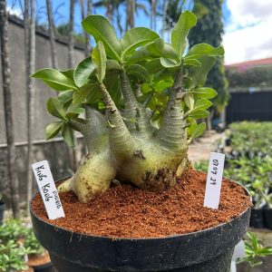 0707 29 Arabicum King Kong Avaria - Adulta