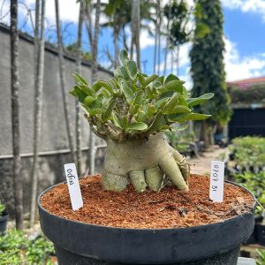 0707 31 Arabicum Odin - Adulta