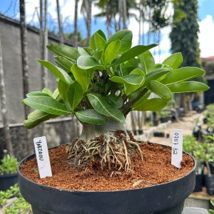 0707 32 Arabicum Yakzaou - Adulta