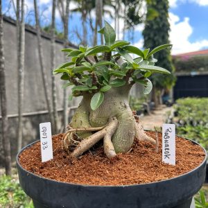 0707 33 Arabicum Ragnarok - Adulta