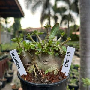 0707 13 Arabicum Megatron ( Mega Vitrine ) F3