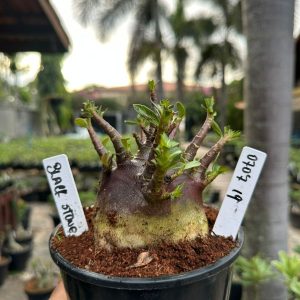0707 19 Arabicum Black Stone ( Mega Vitrine ) F3