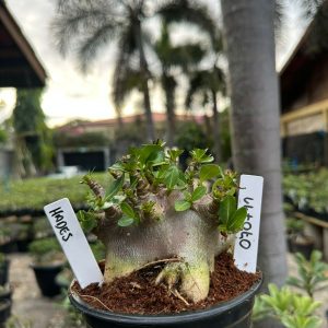 0707 11 Arabicum Hades ( Mega Vitrine ) F3