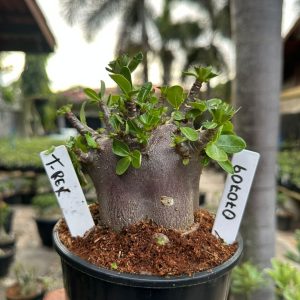 0707 09 Arabicum T-Rex Black ( Mega Vitrine ) F3