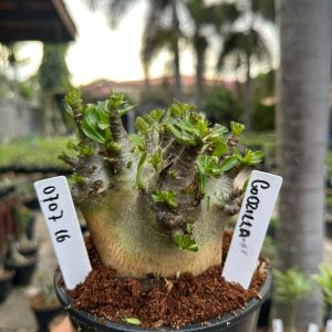 0707 16 Arabicum Godzilla ( Mega Vitrine ) F3