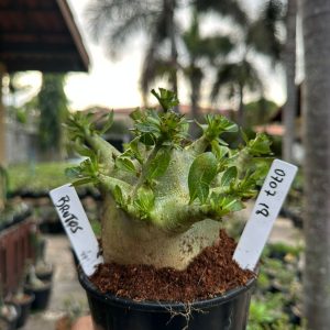 0707 18 Arabicum Brutos ( Mega Vitrine ) F3