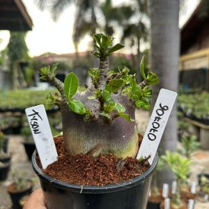 0707 06 Arabicum Black tyson ( Mega Vitrine ) F3