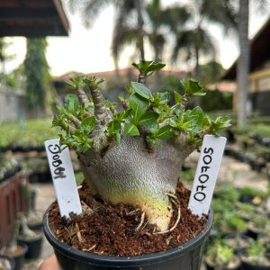 0707 05 Arabicum Dobby black ( Mega Vitrine ) F3