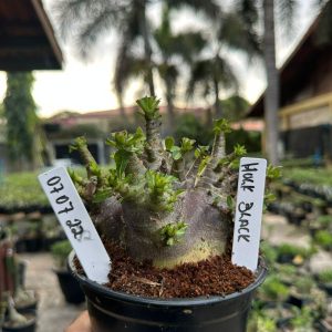 0707 22 Arabicum Hulk Black f3 ( Mega Vitrine )