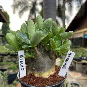 0707 08 Arabicum Dumbledore Black Tigrada ( Mega Vitrine ) F3