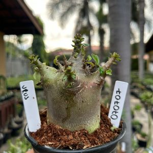 0707 07 Arabicum Black Urus ( Mega Vitrine ) F3