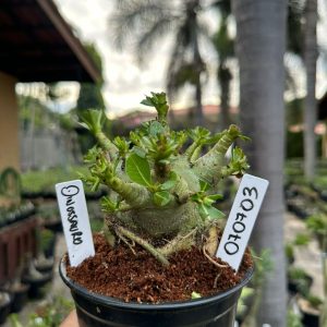 0707 03 Arabicum Dinossaur ( Mega Vitrine ) F3
