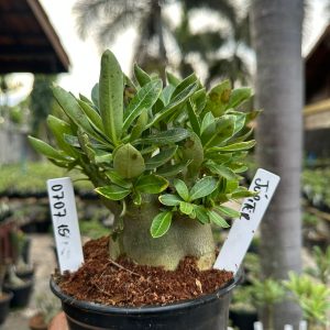 0707 15 Arabicum Jupiter Tigrada ( Mega Vitrine ) F3