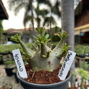 0707 04 Arabicum Braquiossauro ( Mega Vitrine ) F3