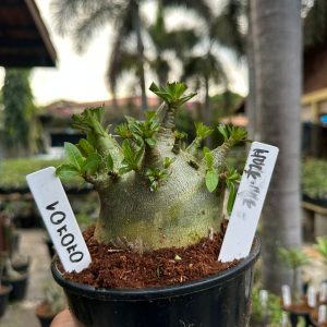 0707 01 Arabicum Hulk ( Mega Vitrine ) F3