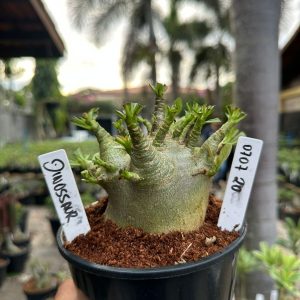0707 20 Arabicum Dinossaur ( Mega Vitrine ) F3