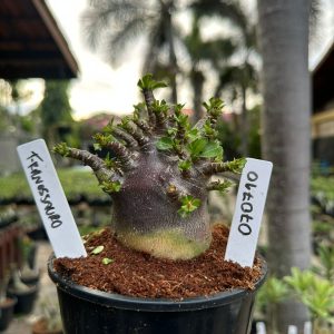 0707 10 Arabicum Tiranossauro Black ( Mega Vitrine ) F3