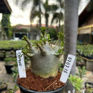 0707 16 Arabicum Dynamo ( Mega Vitrine ) F3